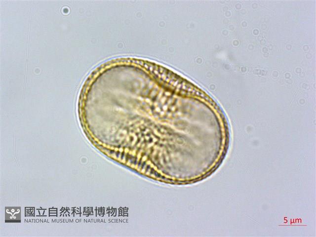 密毛爵床、澎湖爵床藏品圖，第1張