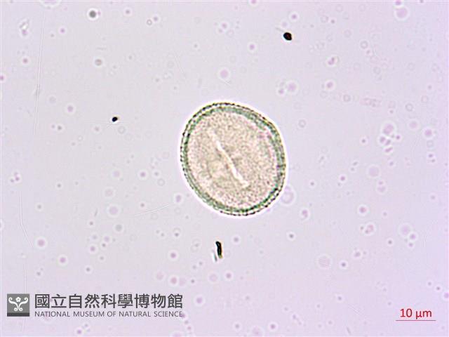 華參、裡白八角金盤藏品圖，第2張