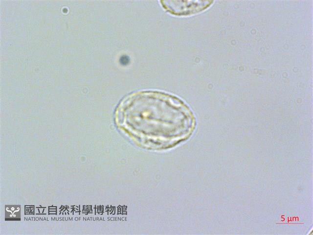 長柄冷水麻藏品圖，第1張
