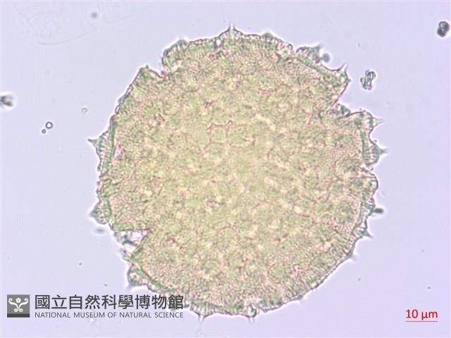 薄葉金午時花藏品圖，第1張