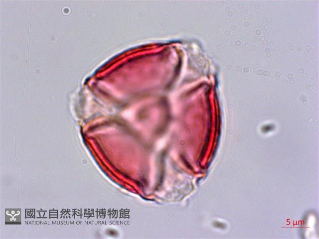 蘭嶼燈籠草藏品圖，第1張