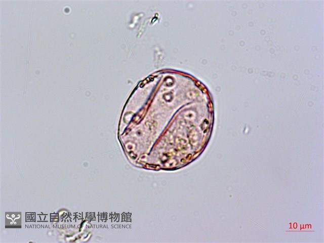 細梗絡石藏品圖，第2張