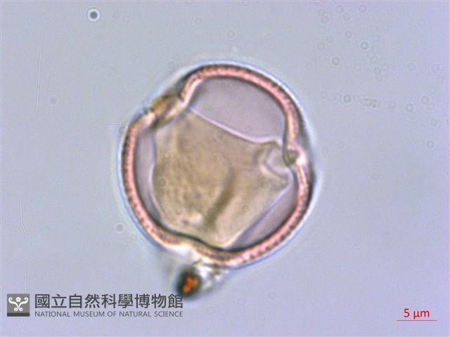 四川清風藤藏品圖，第1張