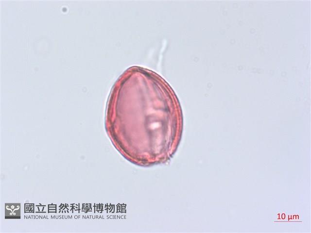 粉藤藏品圖，第2張