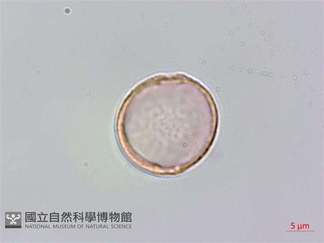 銳葉山黃麻藏品圖，第1張