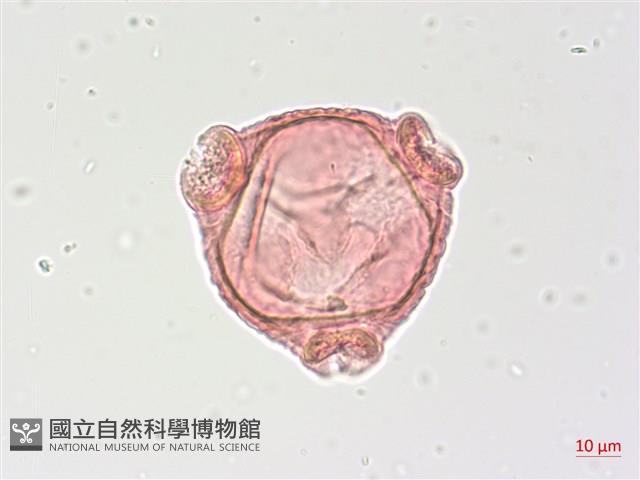 水丁香藏品圖，第1張