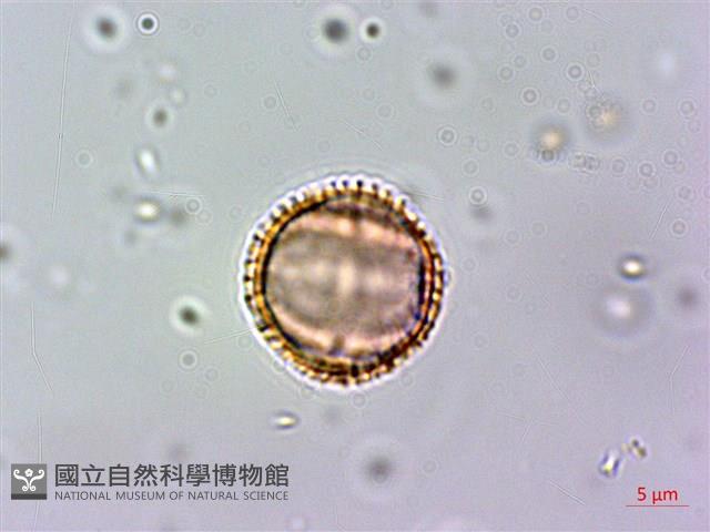 假三腳虌藏品圖，第2張