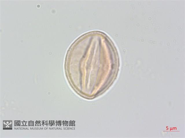 中國旌節花藏品圖，第1張