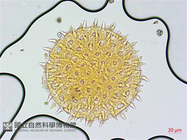 牽牛花藏品圖，第2張