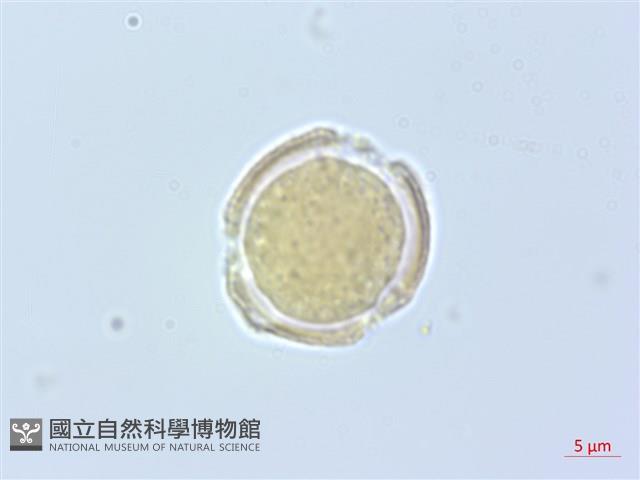 梨山小蓑衣藤藏品圖，第1張