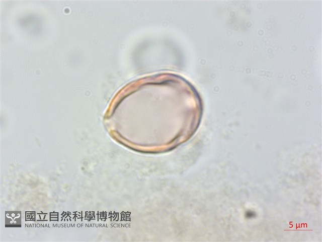 大花赤楠藏品圖，第1張