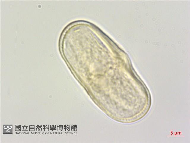 大齒山芹藏品圖，第1張