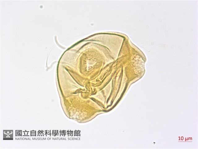 合歡柳葉菜藏品圖，第1張