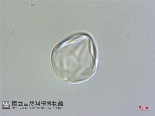 南湖大山紫雲英藏品圖，第1張