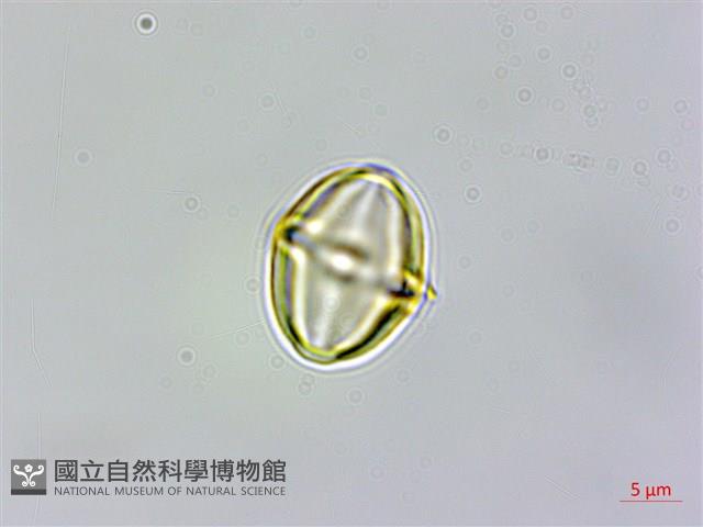 登錄號:S102047藏品圖，第2張