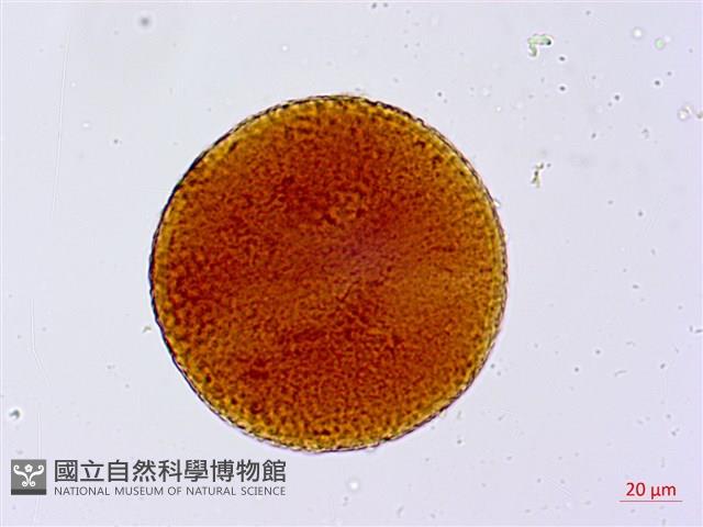 葛瑪蘭芭蕉藏品圖，第1張