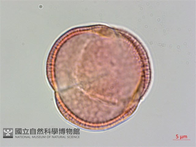 登錄號:S093747藏品圖，第1張