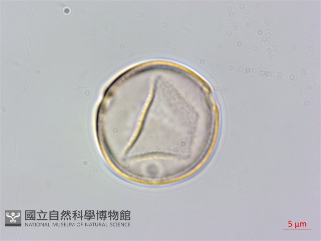 朴樹藏品圖，第2張