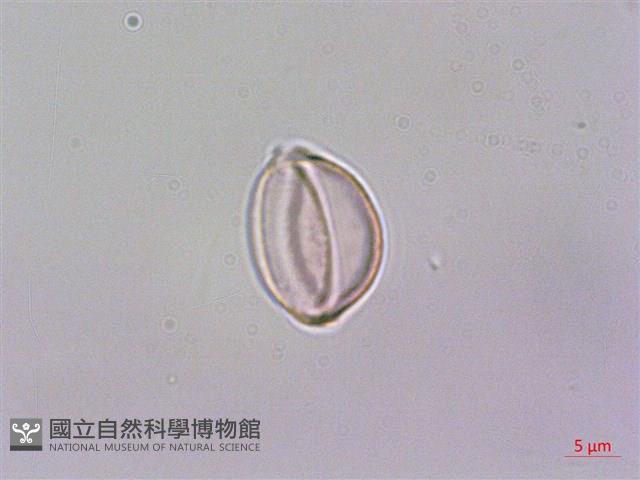 蘭嶼水絲麻藏品圖，第1張