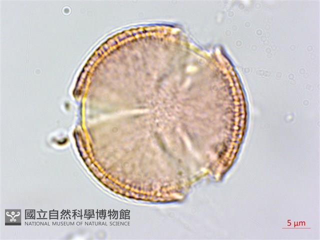 蘭嶼土沉香藏品圖，第1張