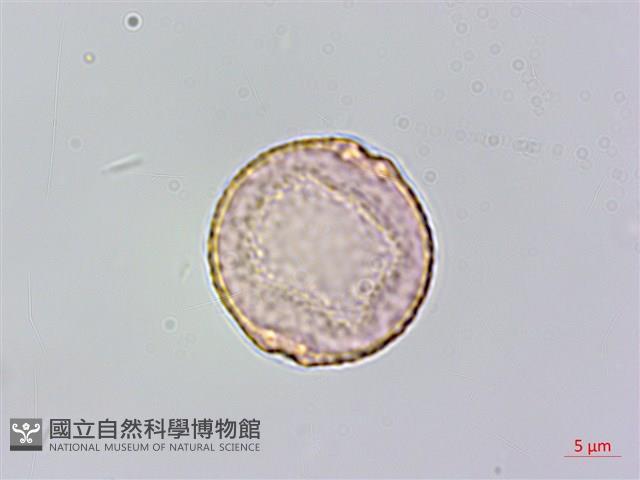 山油麻藏品圖，第1張