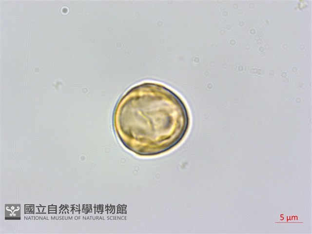 小葉樹蘭藏品圖，第1張
