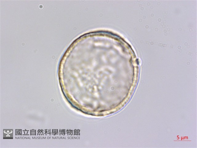 小杜若、川杜若藏品圖，第1張