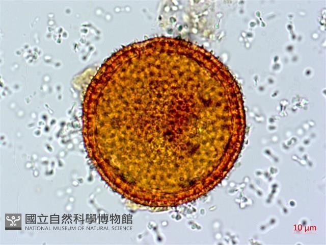 縮葉黃細心藏品圖，第1張