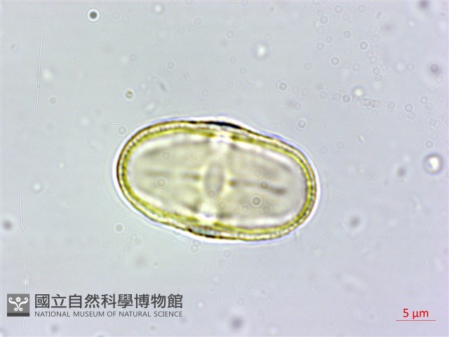 玉山茴香藏品圖，第2張
