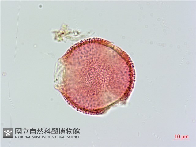 登錄號:S033947藏品圖，第1張