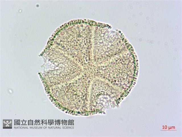搭肉刺藏品圖，第1張