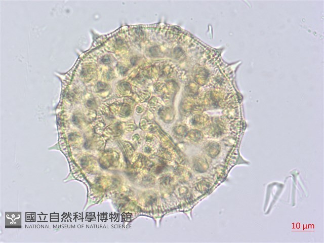 幾內冬葵子，幾內亞磨盤草藏品圖，第1張