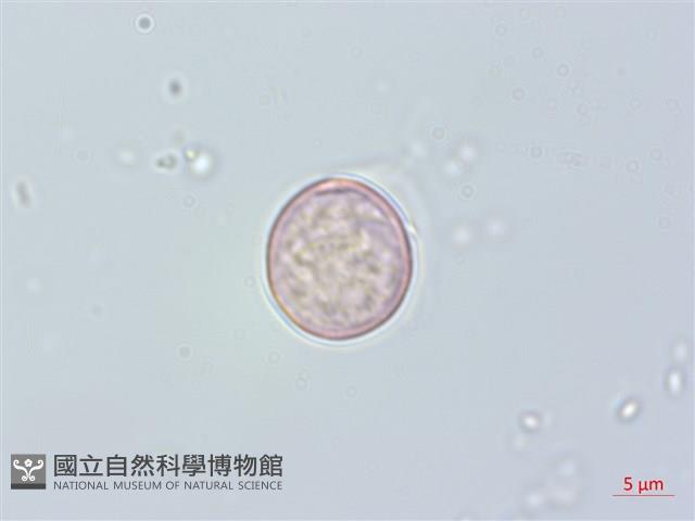 糯米團藏品圖，第1張