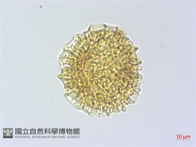 烏芙蓉藏品圖，第1張