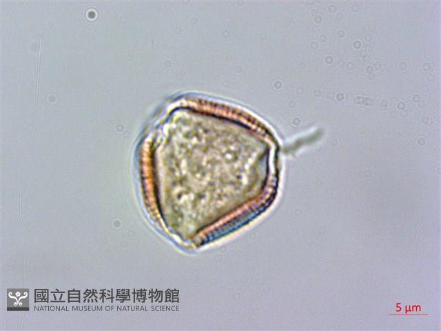 登錄號:S025877藏品圖，第2張