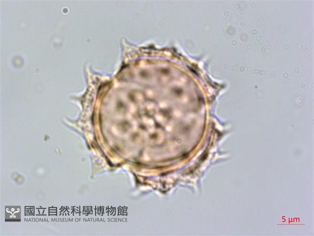 鬼針藏品圖，第1張