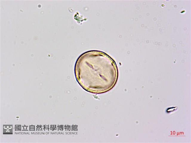 假菜豆、湯氏葛藤藏品圖，第1張