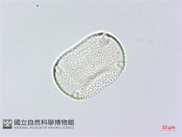 紫花鳳仙花藏品圖，第2張
