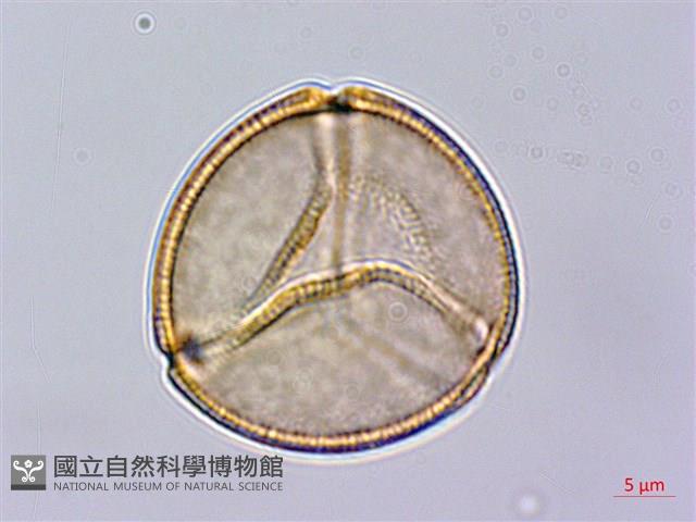 齒果酸模藏品圖，第1張
