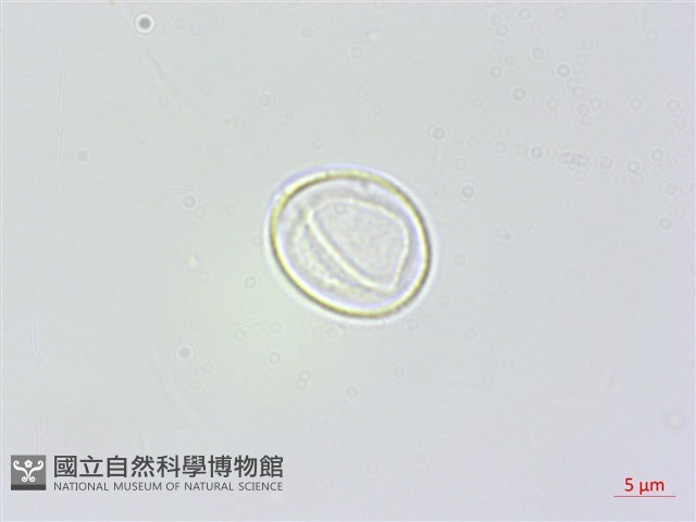 長白苧麻藏品圖，第1張