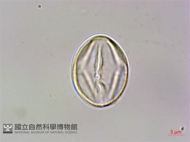 虎婆刺藏品圖，第1張