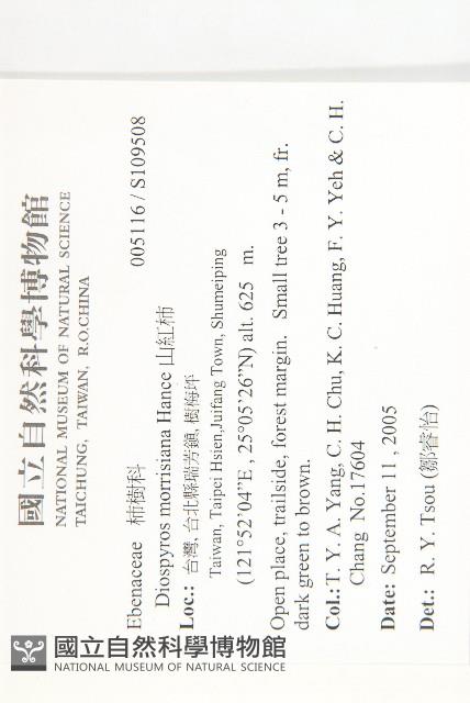 山紅柿藏品圖，第4張