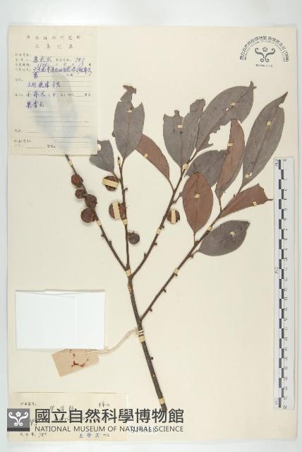 山紅柿藏品圖，第4張