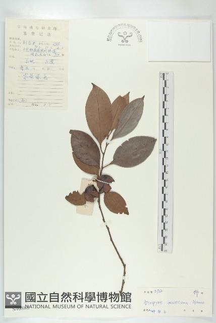 山紅柿藏品圖，第4張