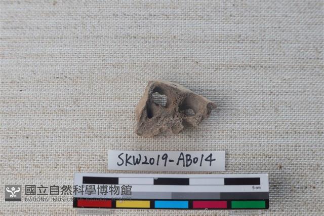 獸骨藏品圖，第5張