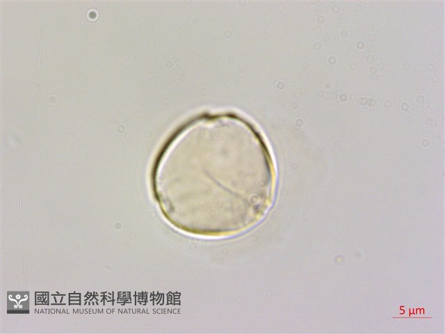 雀梅藤藏品圖，第5張