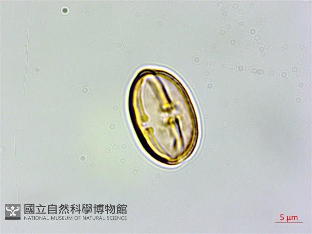 三斗石櫟藏品圖，第5張