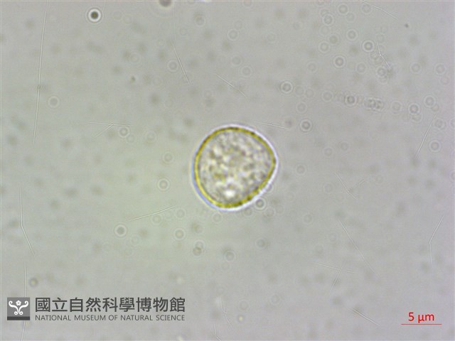 食用樓梯草藏品圖，第6張