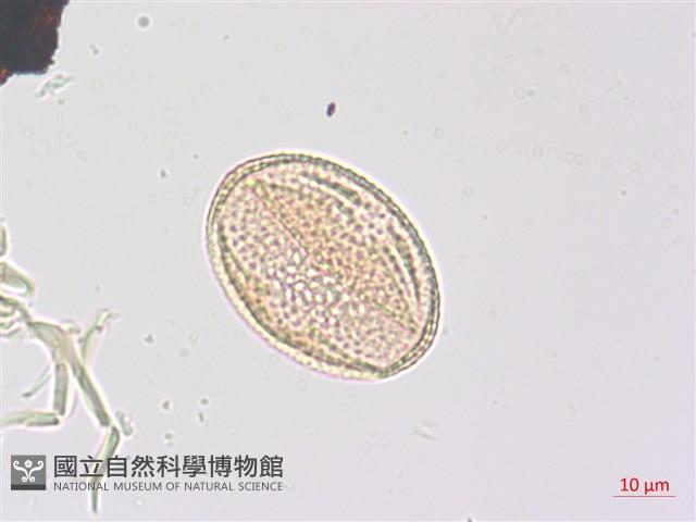 三葉山香圓藏品圖，第5張