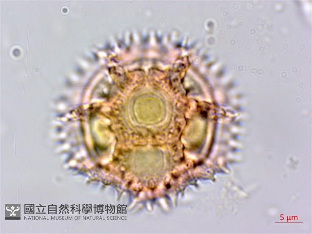 細葉假黃鵪菜藏品圖，第6張